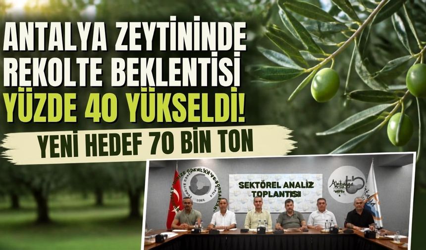 Antalya zeytininde rekolte beklentisi yüzde 40 yükseldi! Yeni hedef 70 bin ton