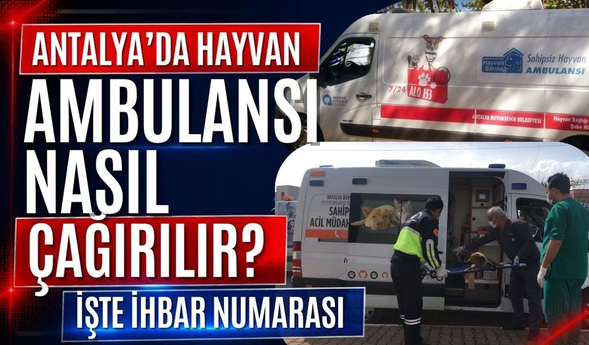 Antalya’da hayvan ambulansı nasıl çağırılır? İşte ihbar numarası
