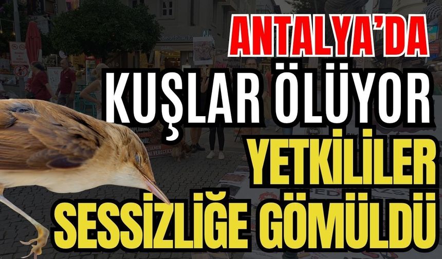 Antalya’da kuşlar ölüyor yetkililer sessizliğe gömüldü