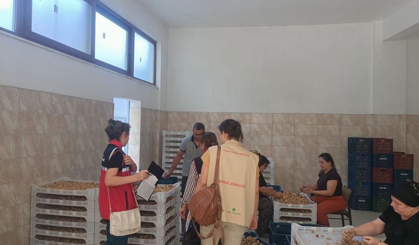 Aydın incirine sıkı denetim! Gözeler hijyen ve kalite kriterlerinde