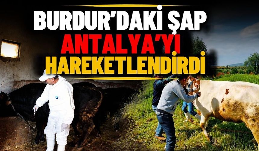 Burdur’daki ŞAP, Antalya’yı hareketlendirdi! Sınırdaki 35 bin hayvan aşılanıyor