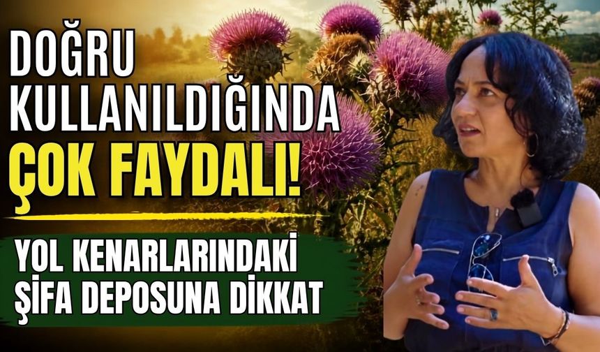 Doğru kullanıldığında çok faydalı! Yol kenarlarındaki şifa deposuna dikkat