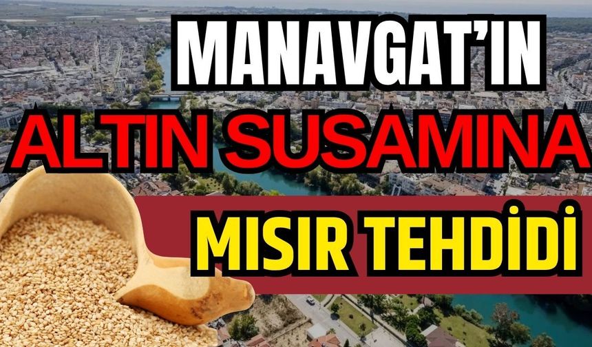 Manavgat’ın altın susamına Mısır tehdidi