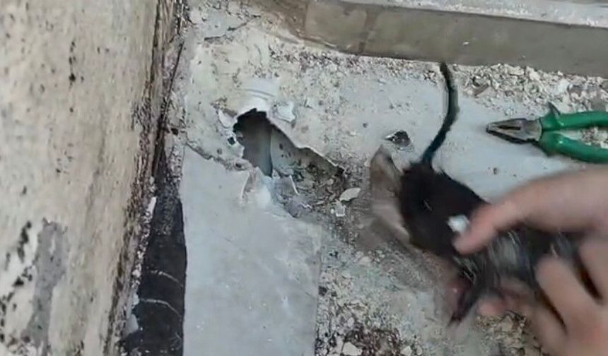 Yavru kediyi itfaiyeciler kurtardı