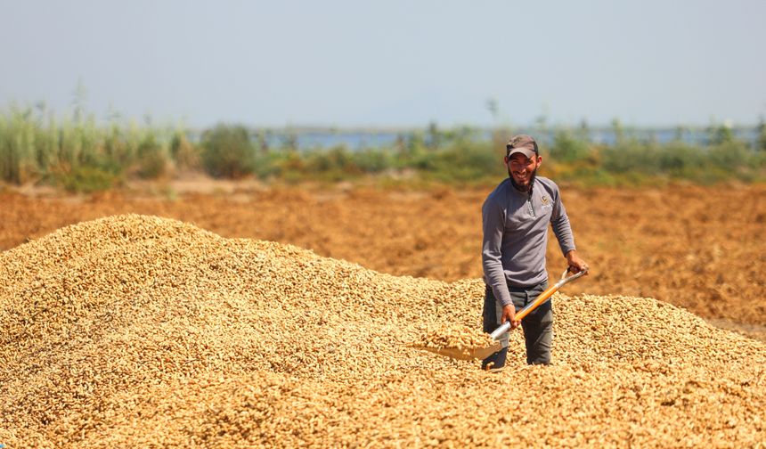 Yer fıstığında hasat başladı