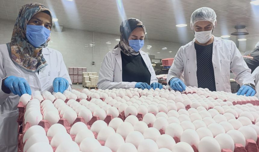 Yumurta fiyatlarına zam beklenmiyor