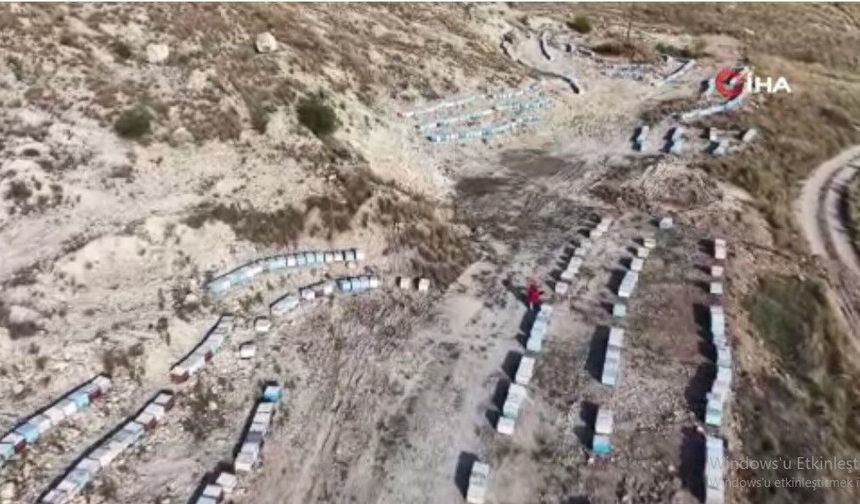 250 kovanla başladığı arıcılıkta bine ulaştı