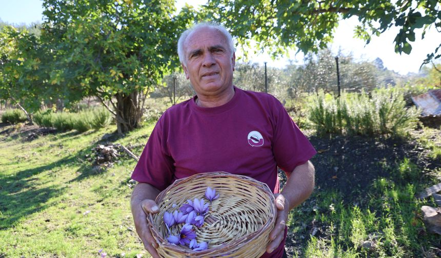Adana'da safran hasadı başladı