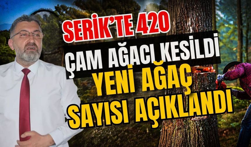 Antalya’da 420 çam ağacı kesildi yeni ağaç sayısı açıklandı