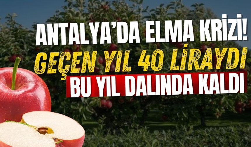 Antalya’da elma krizi! Geçen yıl 40 liraydı, bu yıl dalında kaldı