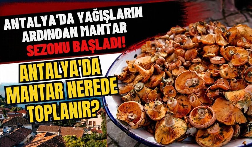 Antalya'da yağışların ardından mantar sezonu başladı! Antalya'da mantar nerede toplanır?