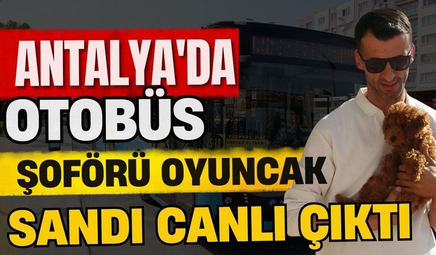 Antalya'da otobüs şoförü oyuncak sandı canlı çıktı
