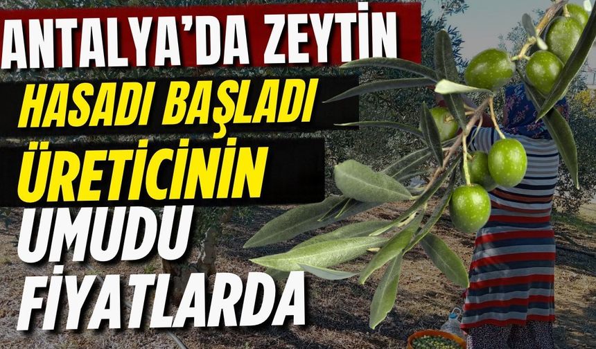 Antalya’da zeytin hasadı başladı! Üreticinin umudu fiyatlarda