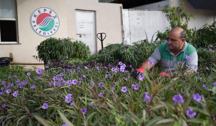 Kepez’in ürettiği çiçekler Antalya’yı renklendiriyor