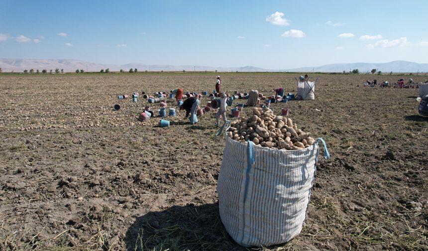 Türkiye’ye patates bu şehirden gidiyor