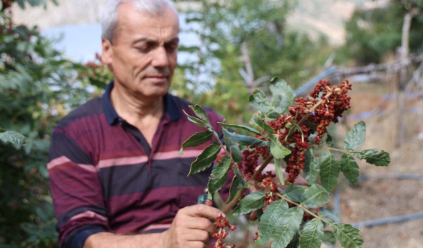 Yabani sumakları aşılanıp üretime kazandırıldı